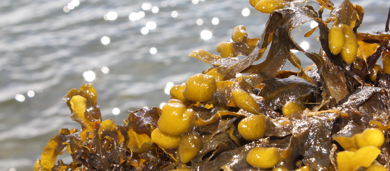 Origin by Ocean: processor of harvested and farmed sea biomass