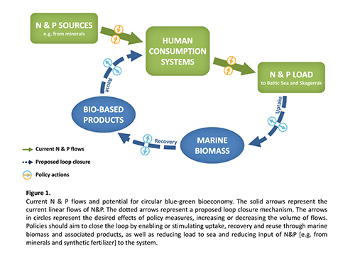 Exploring the circular potential of the marine bioeconomy in Sweden