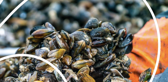 AAC Recommendation on the risks of bivalve mollusc pathogen emergence in connection with climate change