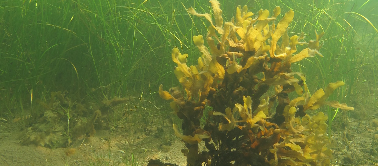 Scientific paper - Seaweed resources of the Baltic Sea, Kattegat and German and Danish North Sea coasts