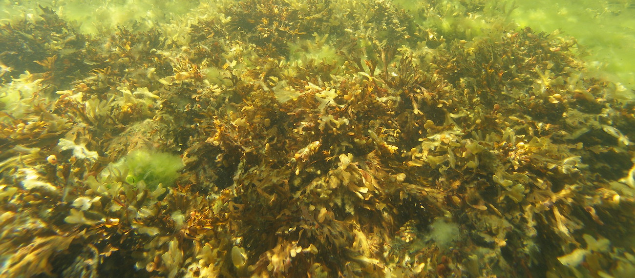 Kelp farming on Sweden's west coast: Environmentally friendly aquaculture