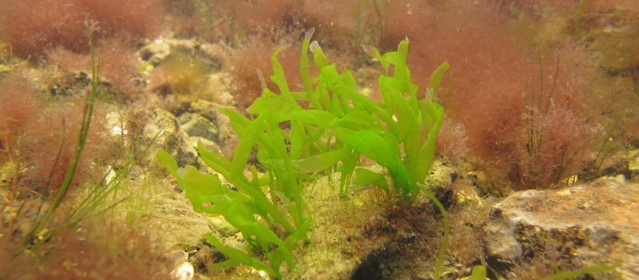 Check the PanBaltic potential of macroalgae cultivation and of harvesting wild stocks in the user-friendly ODSS online platform