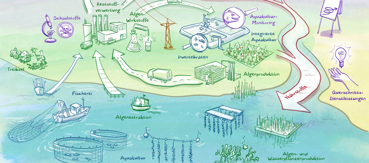20 million Euro for Blue Bioeconomy in Northern Germany