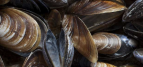 BBG Factsheet 'Advice for the future Baltic mussel farmer'