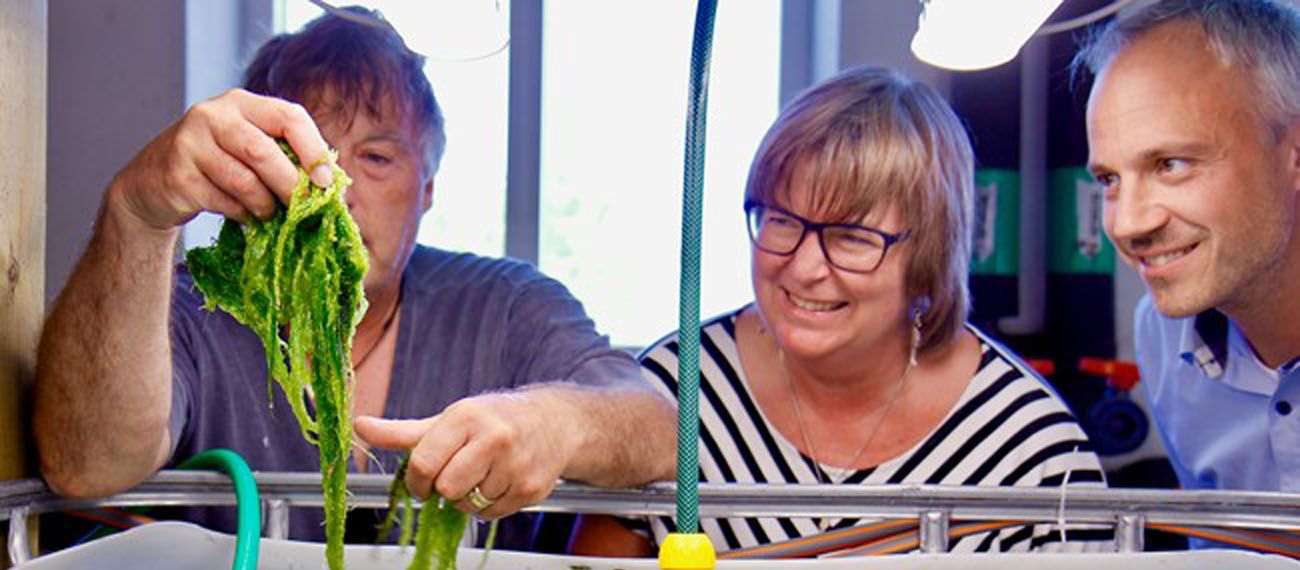 three people looking at seaweed