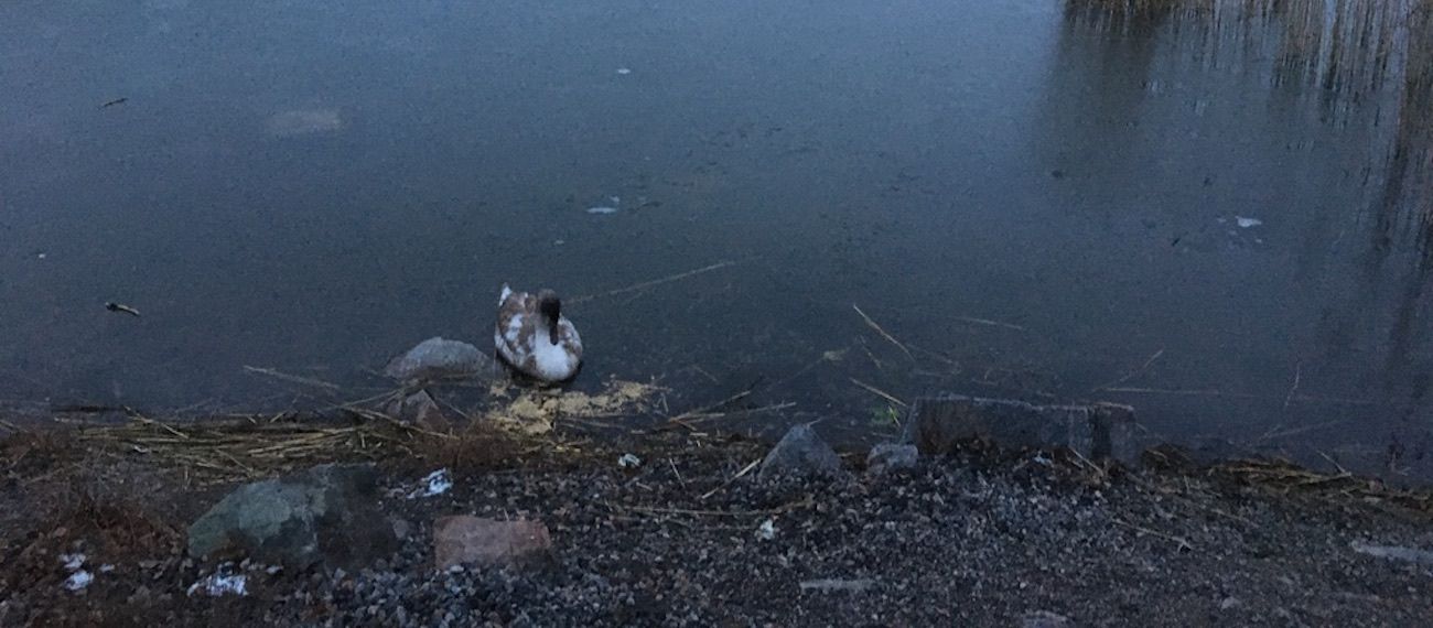 duck in a lake