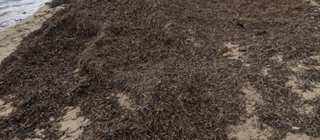 beach with wrack
