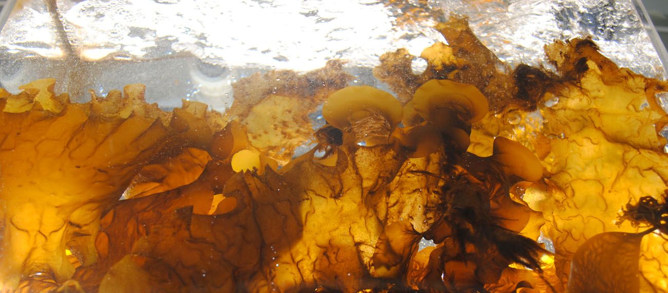 brown seaweed