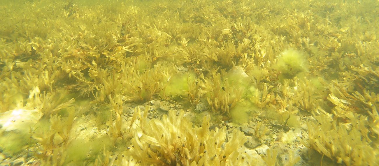 seaweed Fucus_vesiculosus