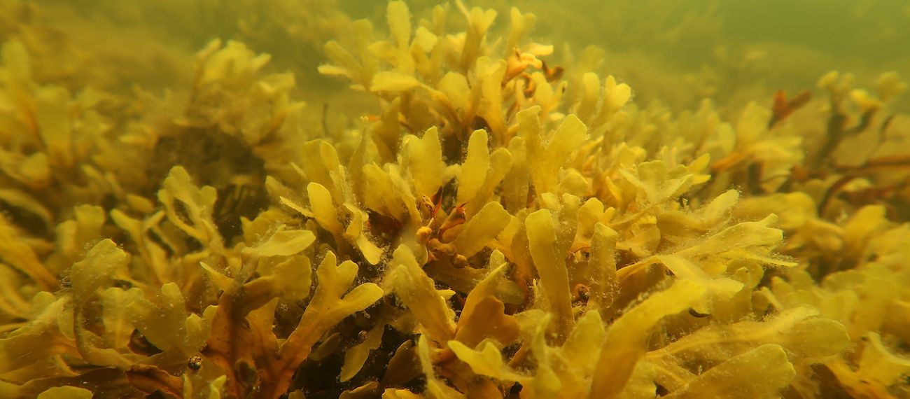seaweed Fucus_vesiculosus redish
