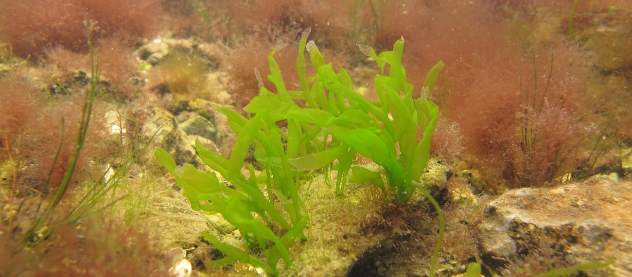 seaweed Ulva_intestinalis