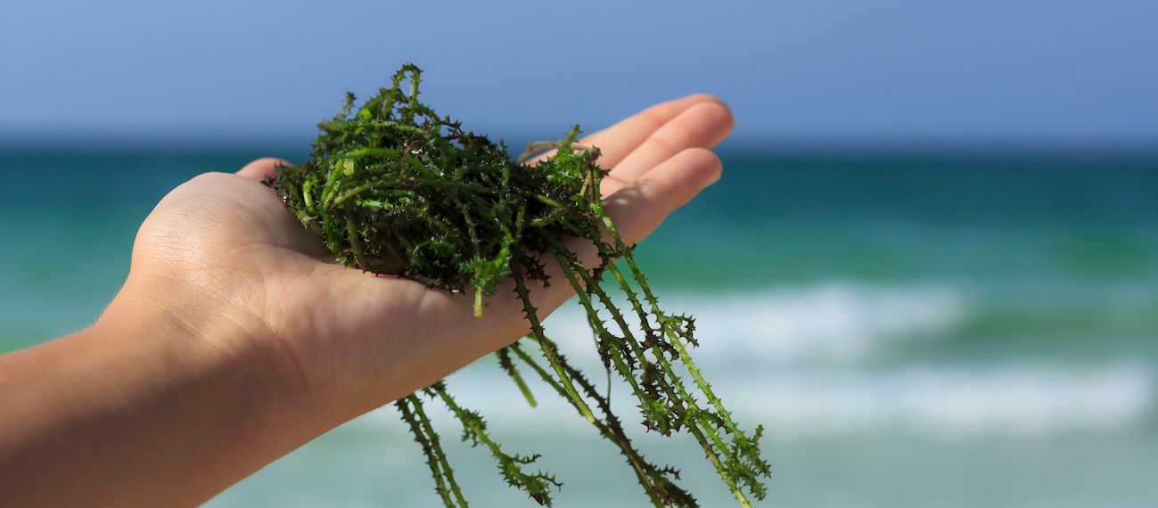 Green plants in a hand